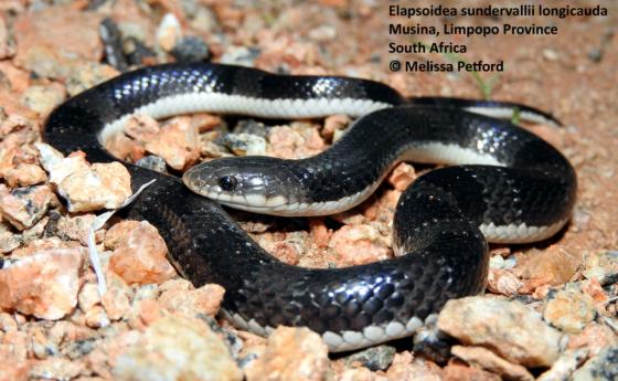 Elapsoidea Sundevallii