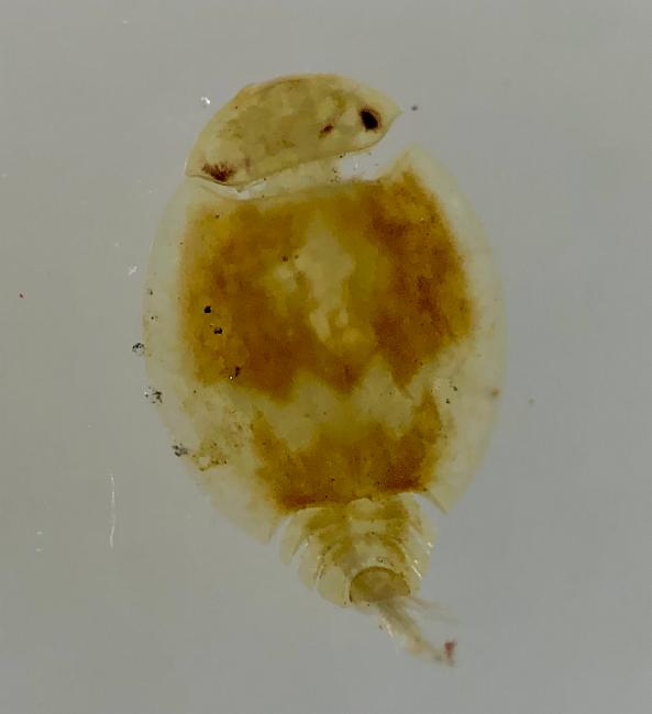 Prosopistoma Pearsonorum