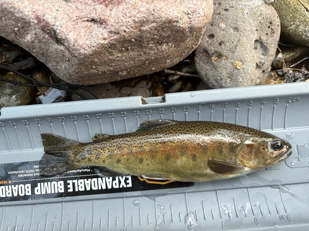 Oncorhynchus gilae