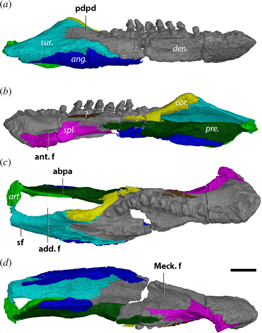 Diadectes dreigleichenensis