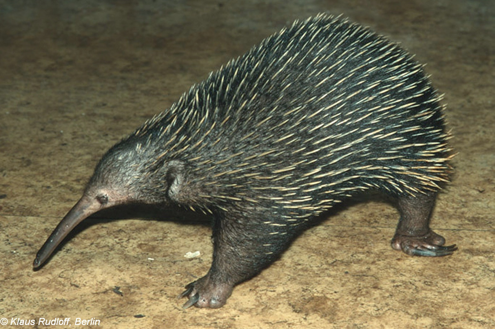 Zaglossus Bruijnii