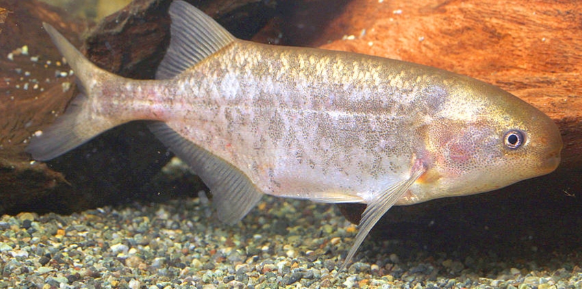 Brevimyrus niger