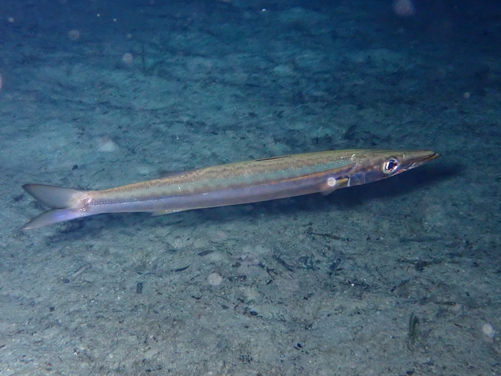 Sphyraena sphyraena