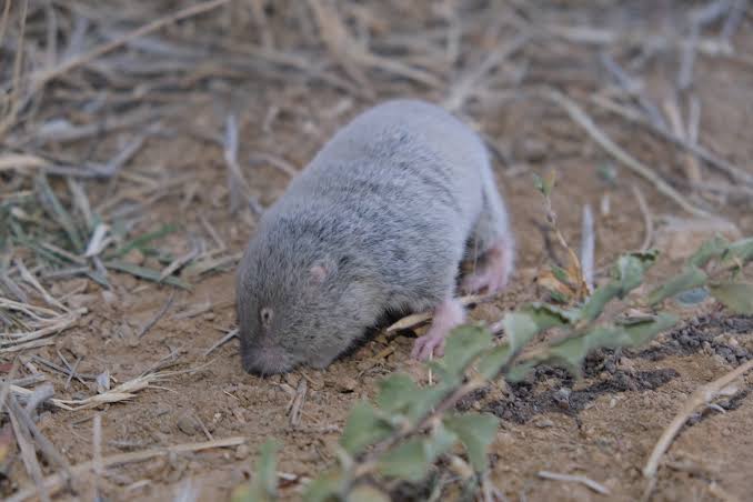 Bramus Lutescens