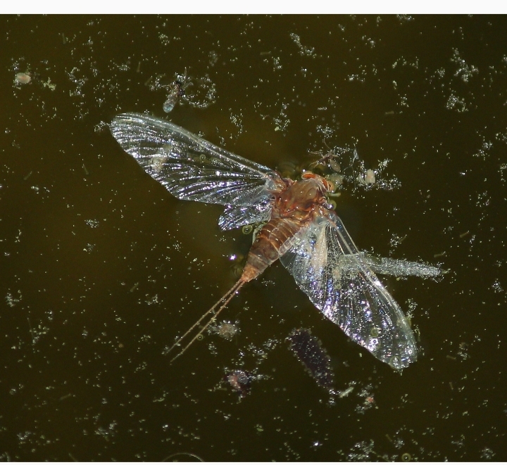 Baetisca lacustris