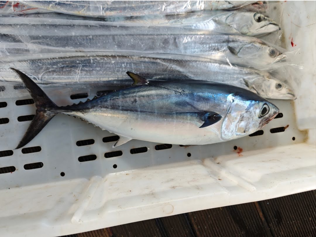 Thunnus tonggol
