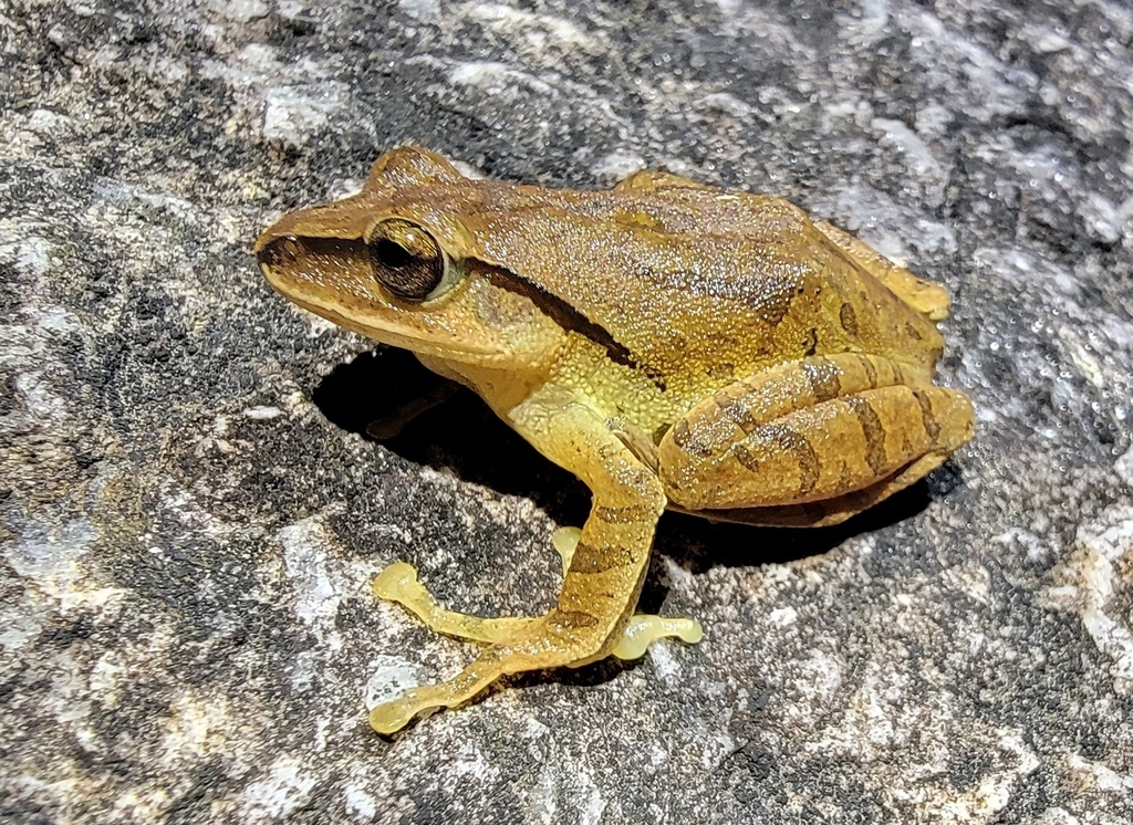 Polypedates himalayensis