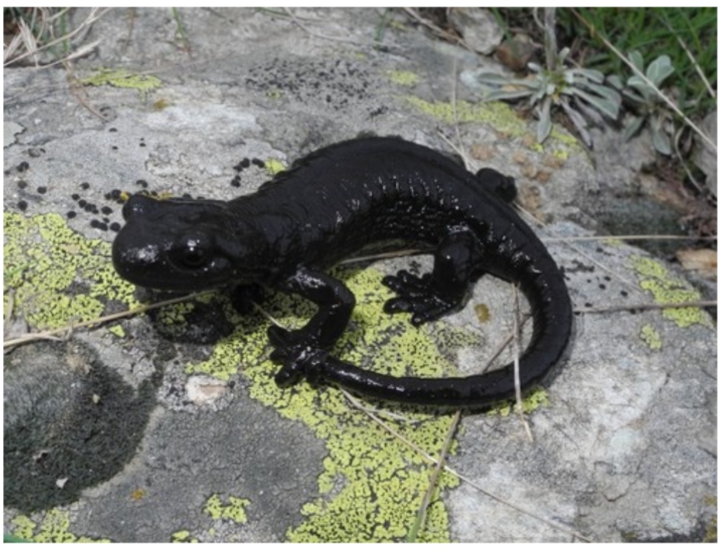 Salamandra lanzai
