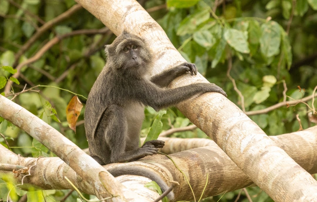 Macaca fascicularis spp.fuscus