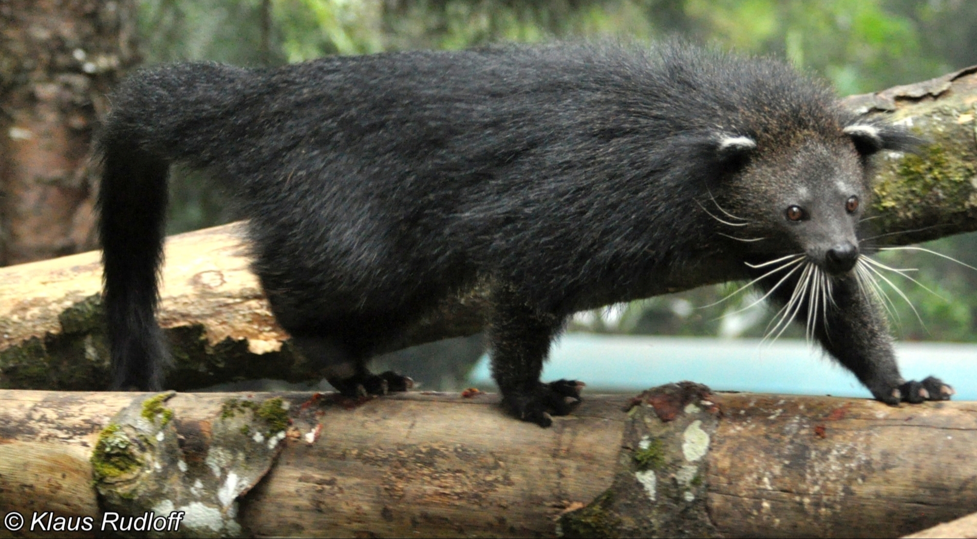 Arctictis binturong ssp. penicillatus
