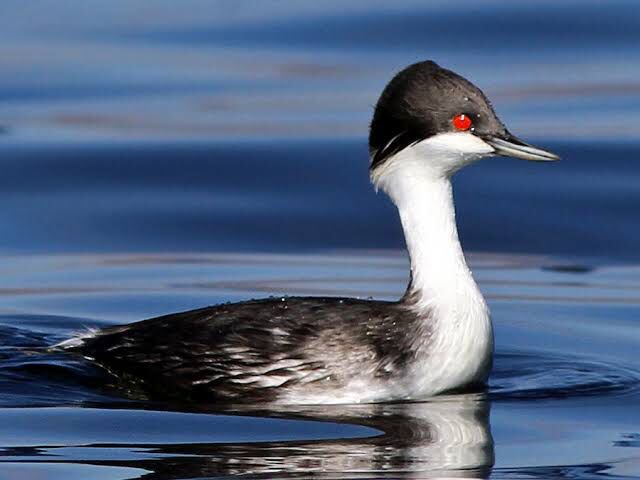 Podiceps taczanowskii