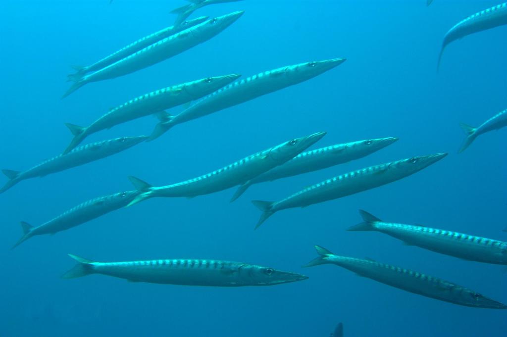 Sphyraena lucasana