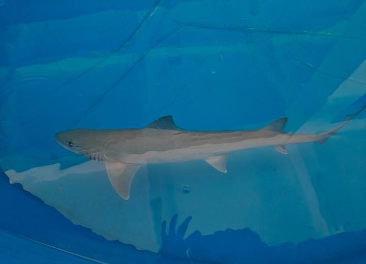 Mustelus Griseus