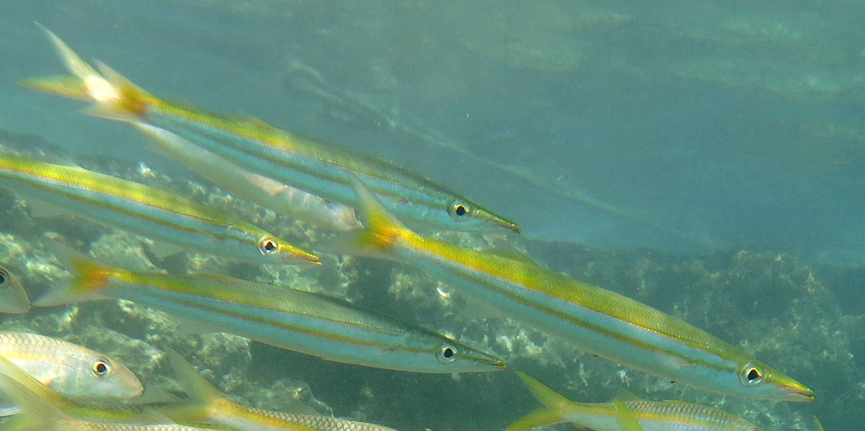 Sphyraena obtusata