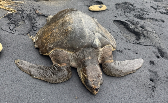 Lepidochelys olivacea