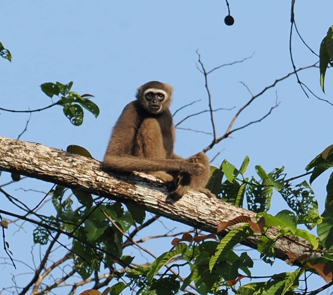 Hylobates funereus