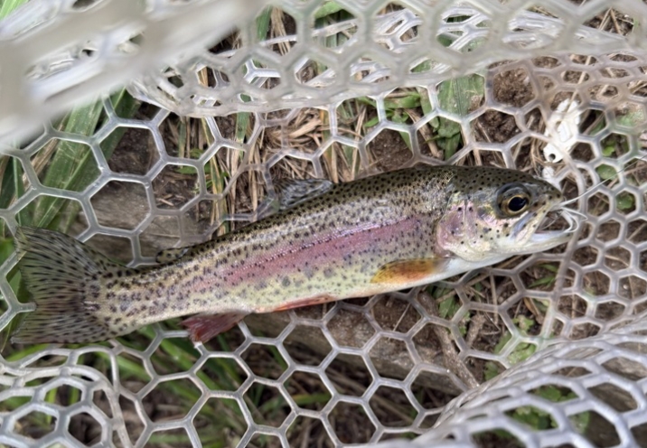 Oncorhynchus mykiss