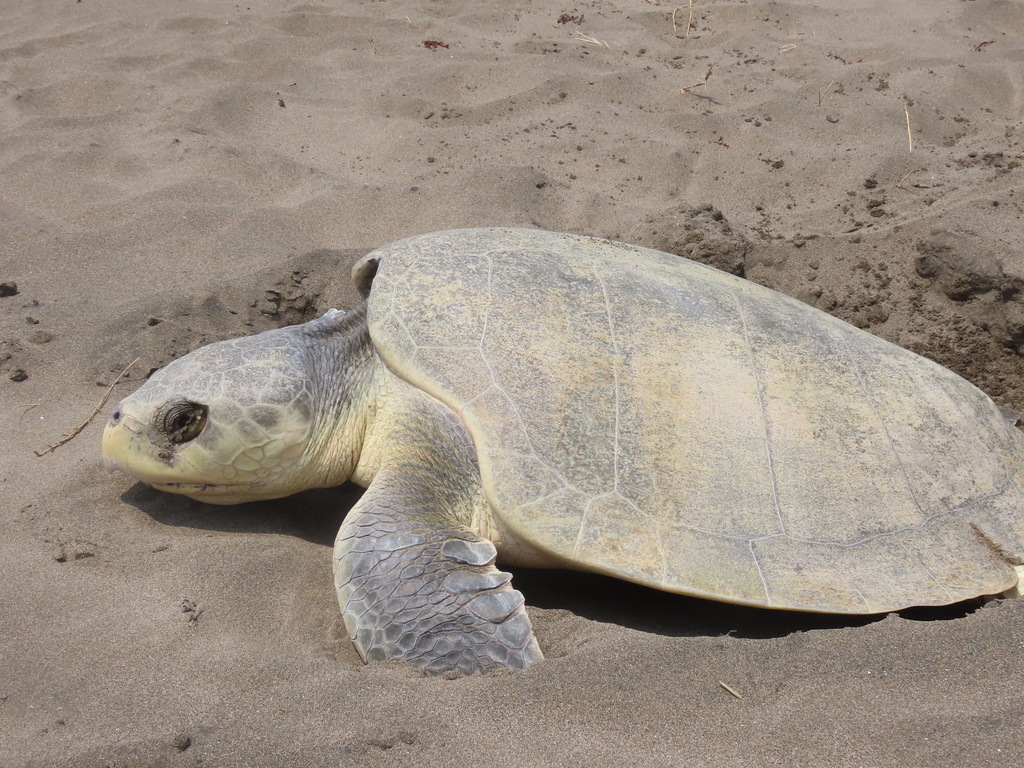 Lepidochelys kempii