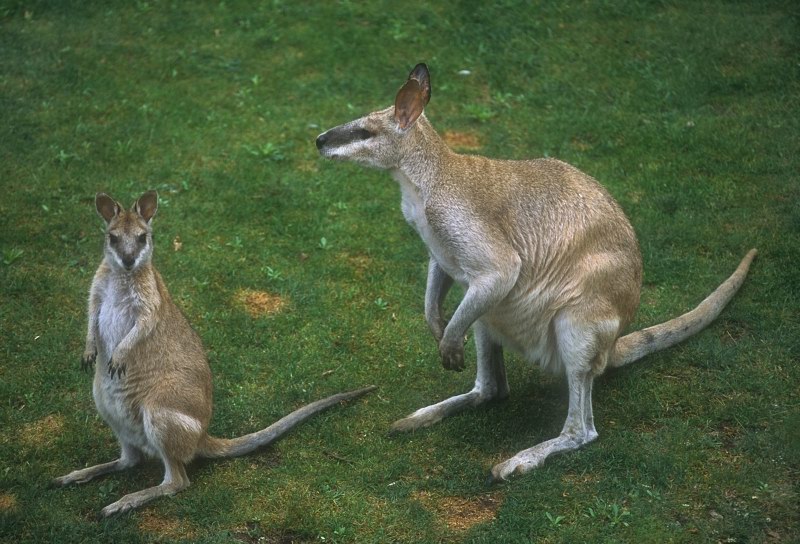 Notamacropus agilis