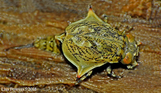Baetisca carolina