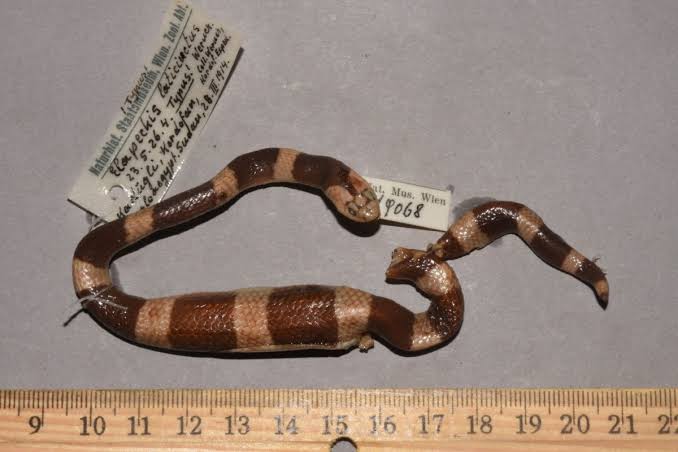 Elapsoidea laticincta
