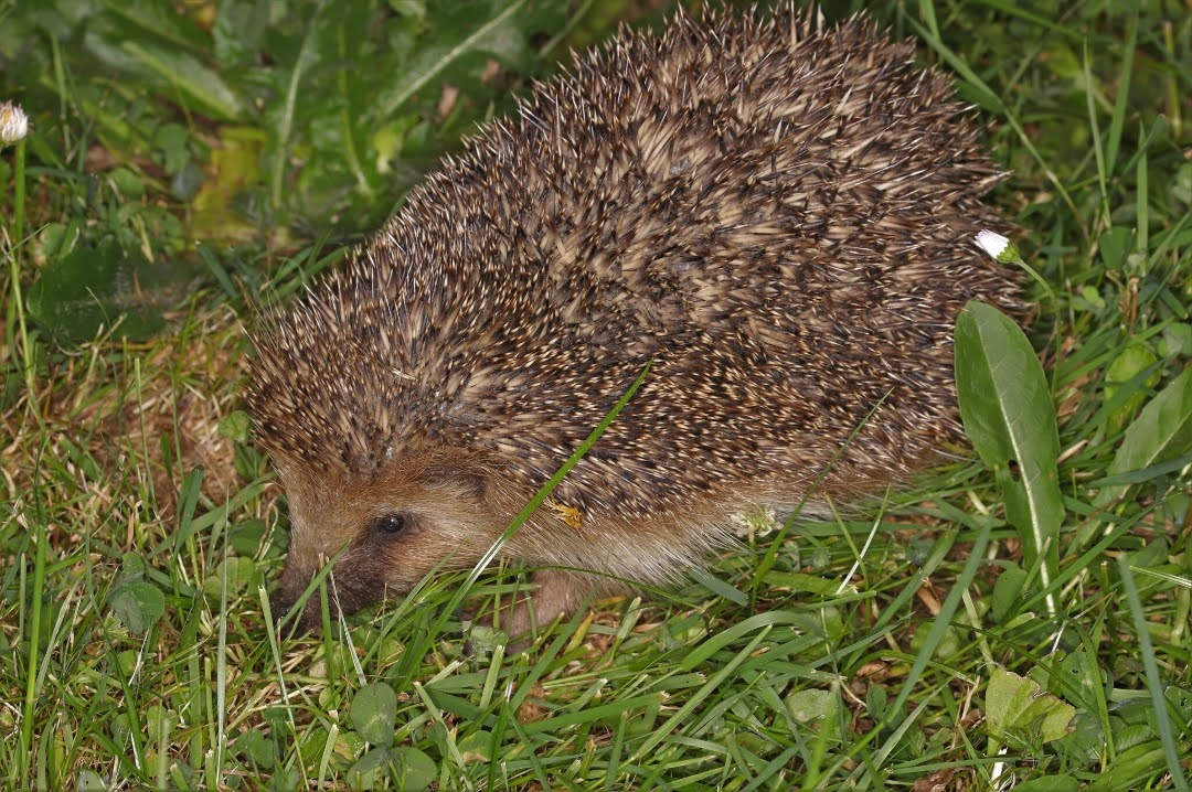Erinaceus amurensis