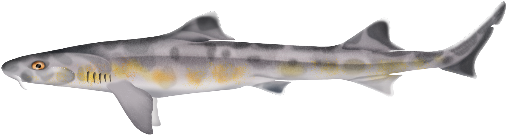 Furgaleus macki