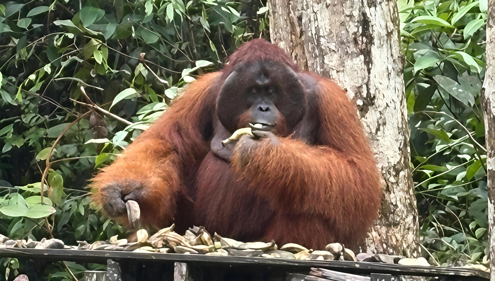 Pongo pygmaeus ssp. wurmbii