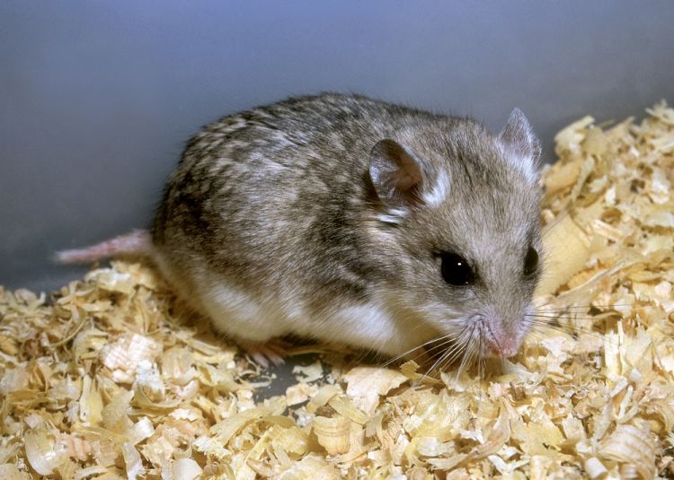 Nothocricetulus Migratorius