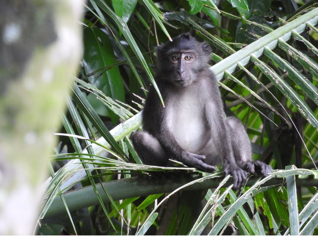 Macaca fascicularis spp.lasiae