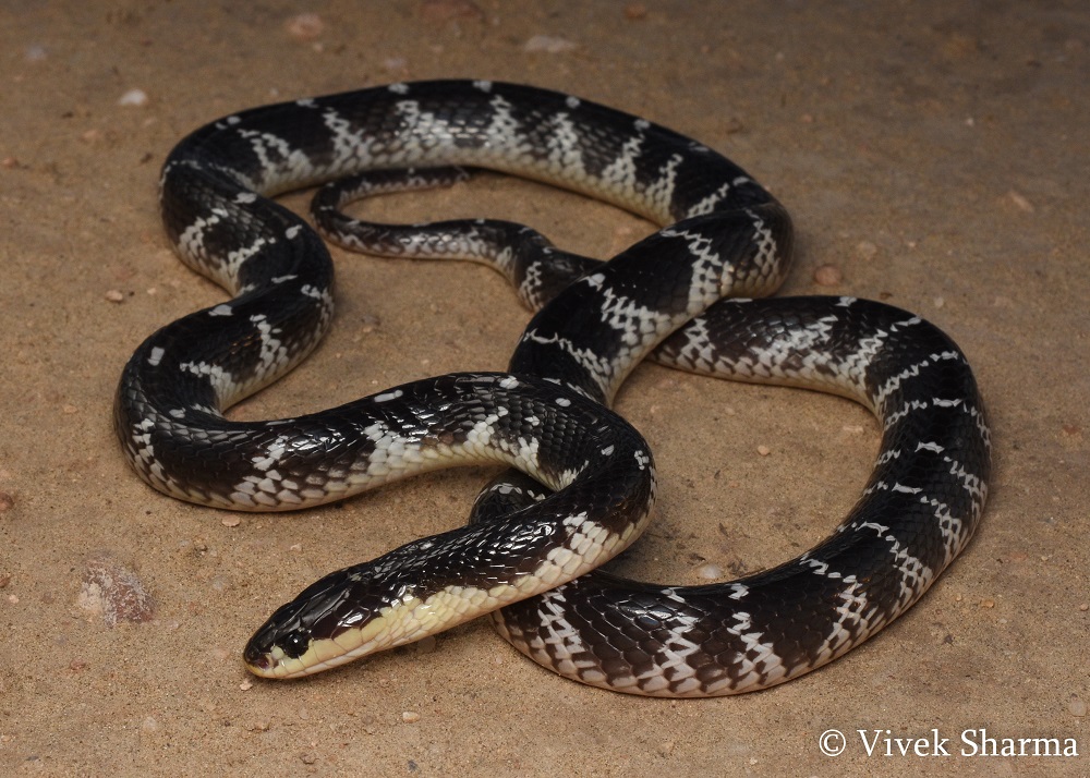 Bungarus sindanus