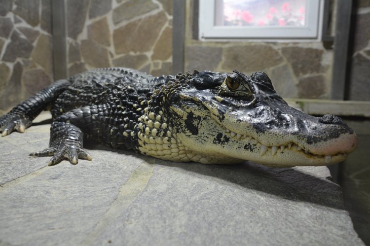 Melanosuchus niger