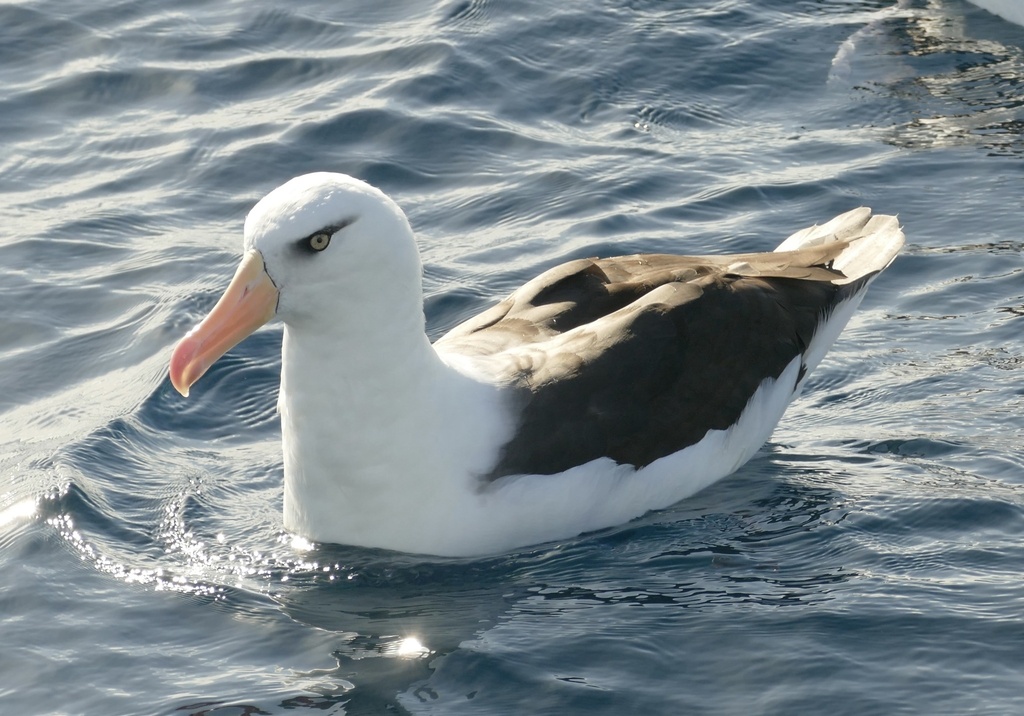 Thalassarche impavida