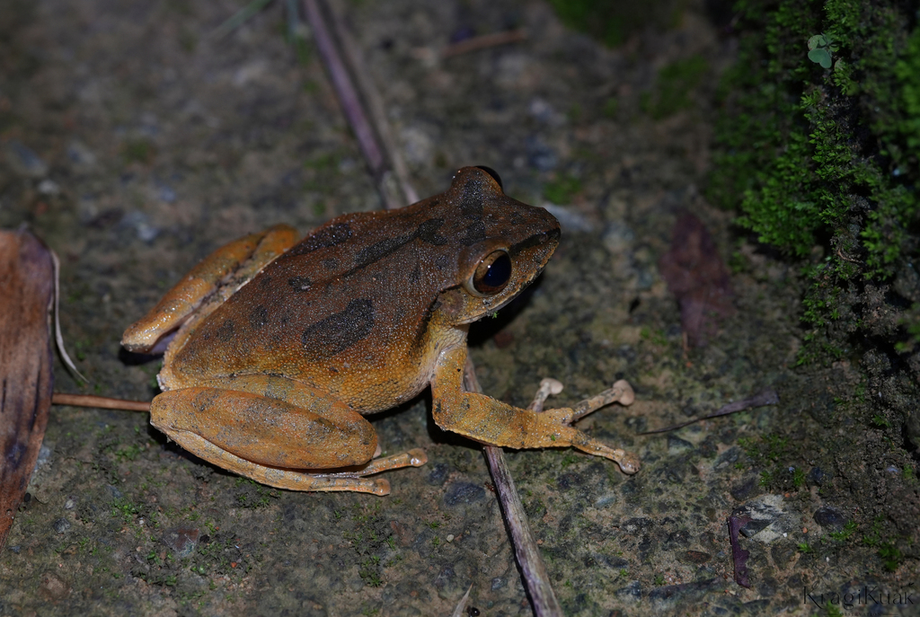 Polypedates braueri
