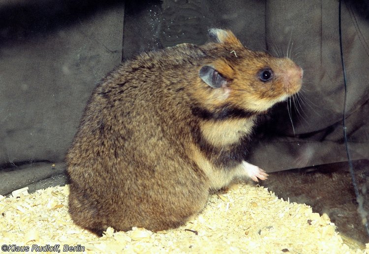Mesocricetus Raddei