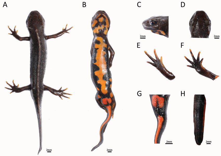 Cynotriton