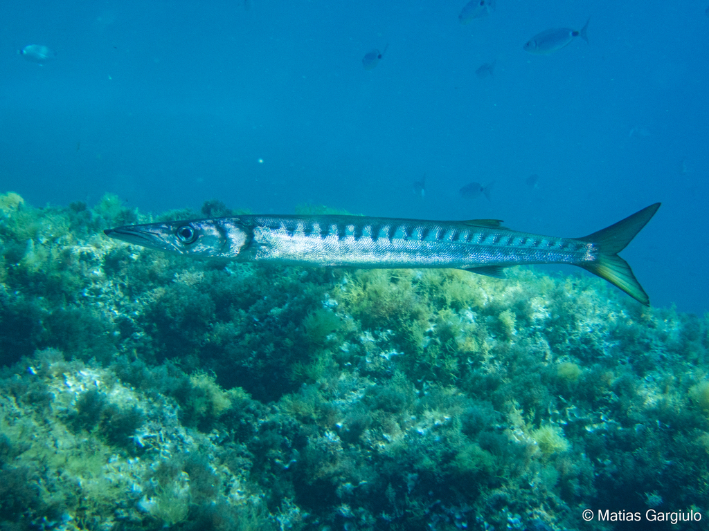 Sphyraena viridensis