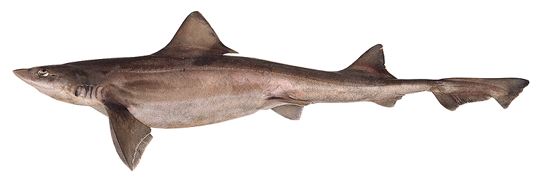 Mustelus Schmitti