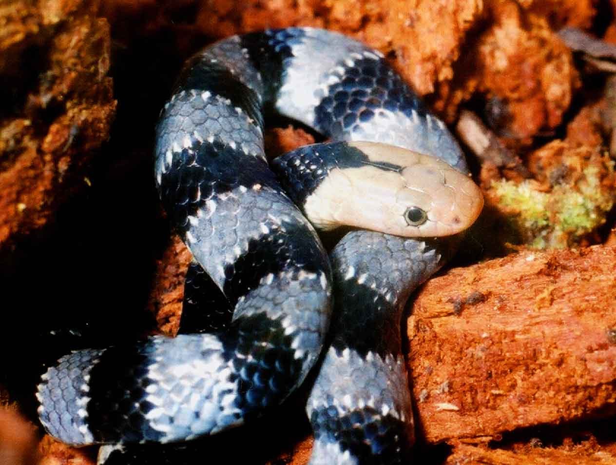 Elapsoidea Nigra