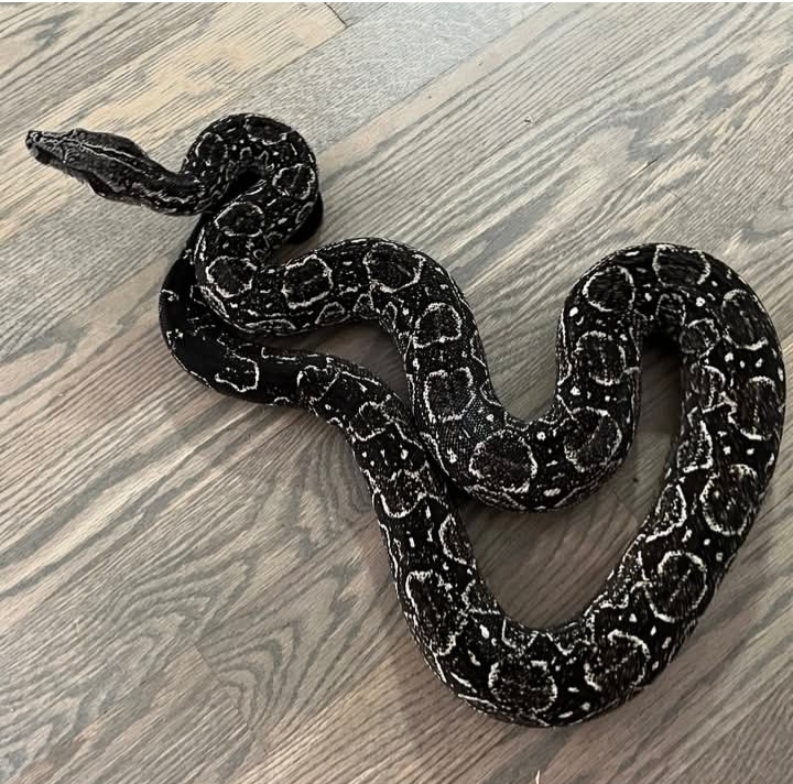 Boa constrictor spp.occidentalis