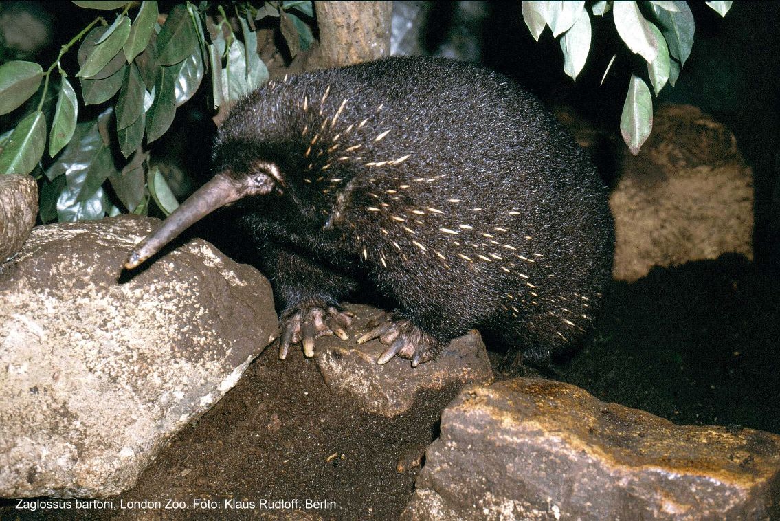 Zaglossus Bartoni