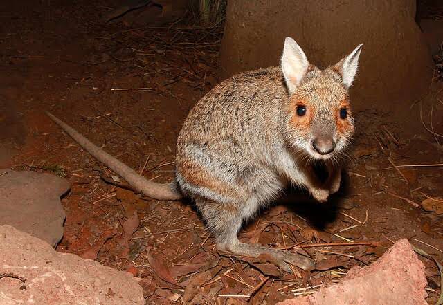 Lagorchestes conspicillatus
