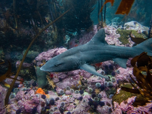 Triakis Megalopterus