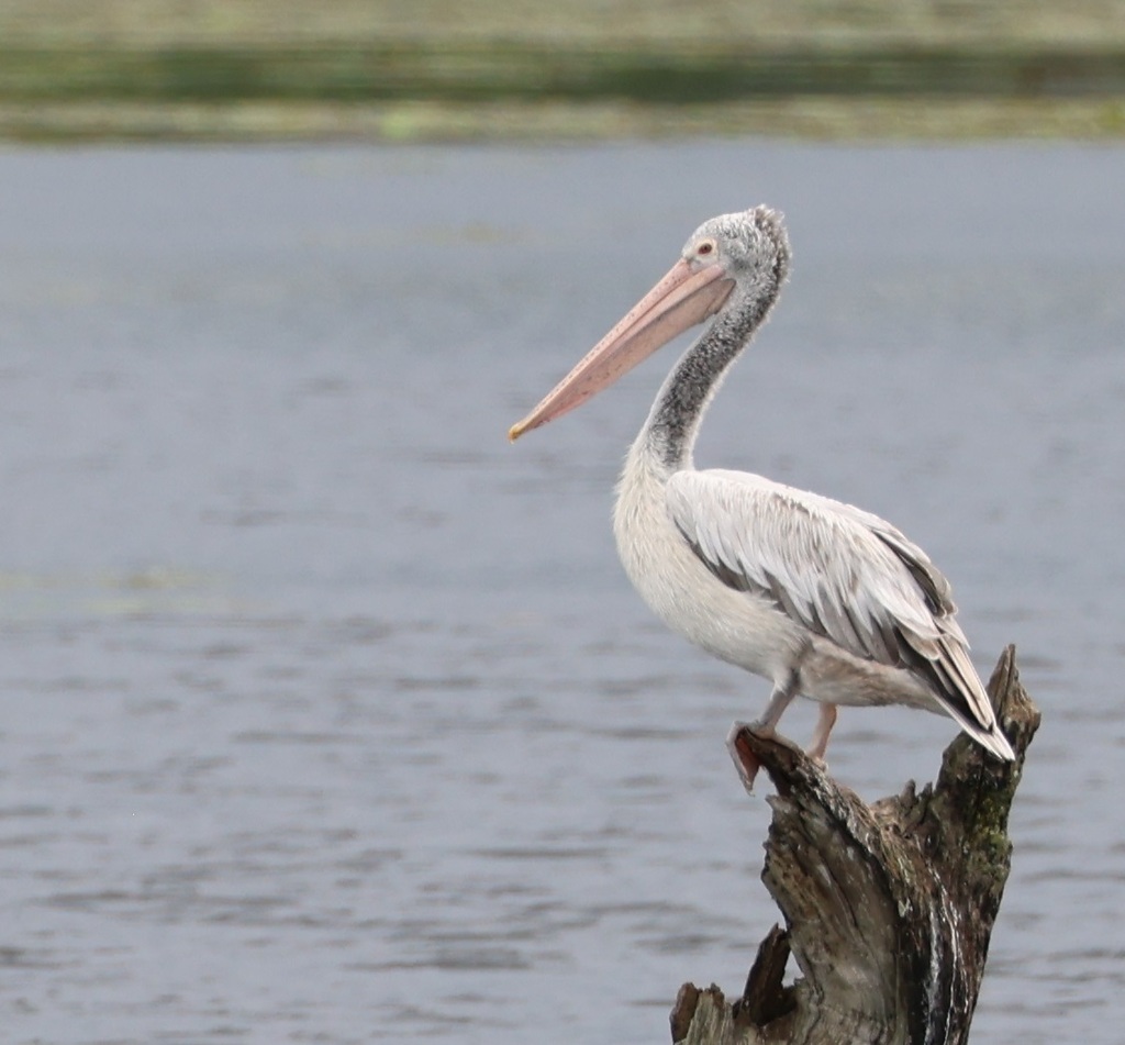 Pelecanus philippensis