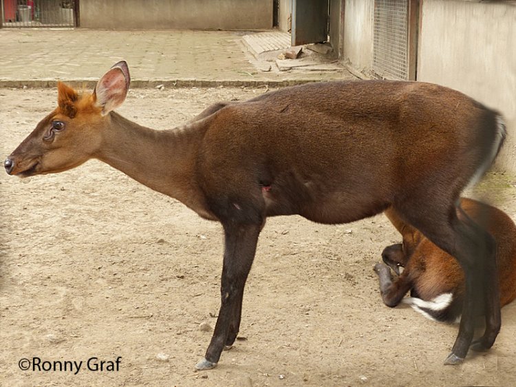 Muntiacus crinifrons