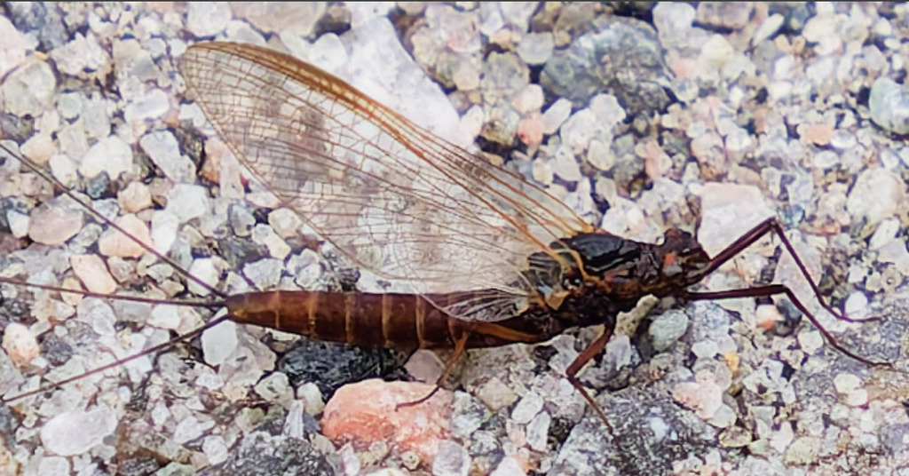 Leptophlebia marginata