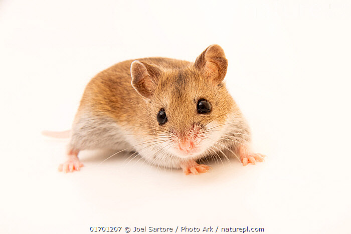 Cricetulus Griseus