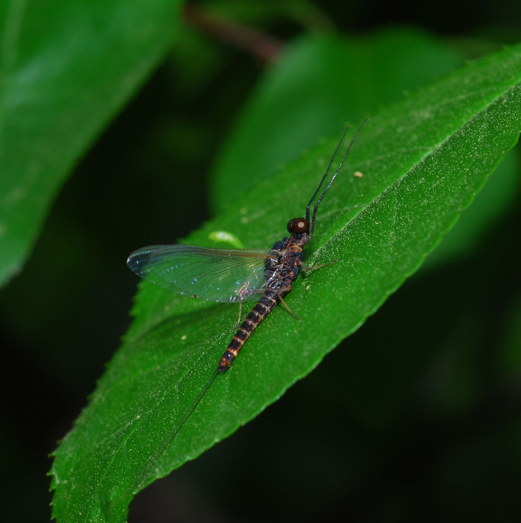 Paraleptophlebia japonica