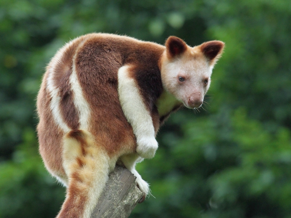 Dendrolagus Goodfellowi