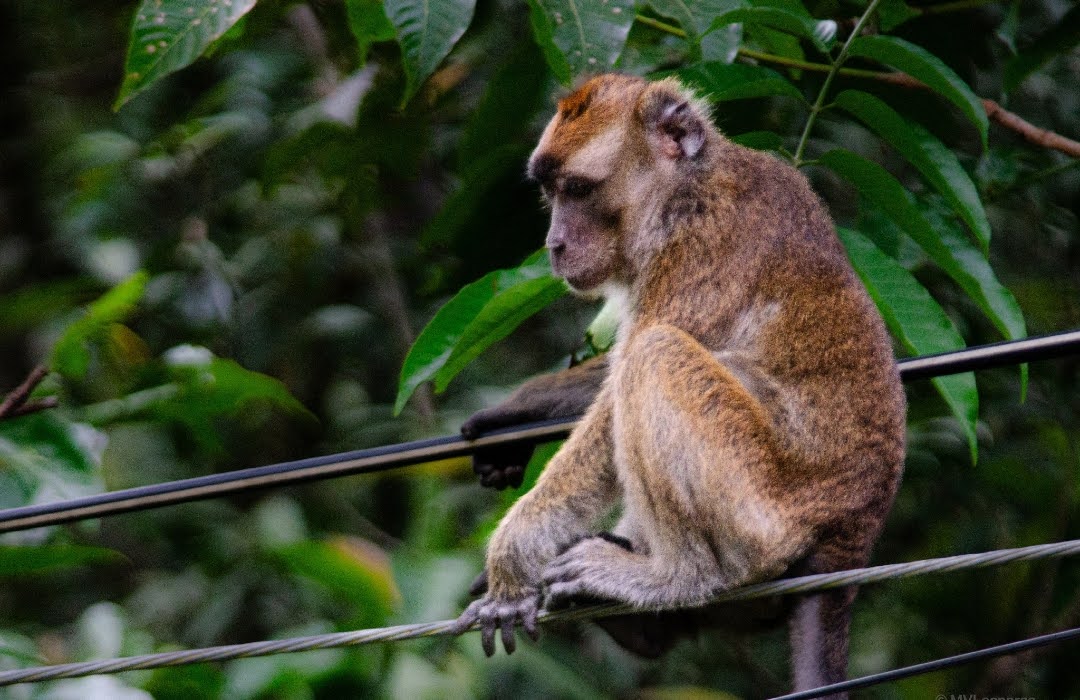 Macaca fascicularis spp.philippensis